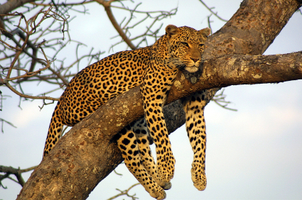 Southern Africa: See the Big Five by Private Plane…and Open-Air, Guided Safari