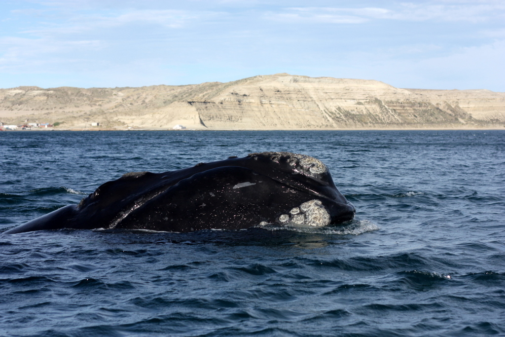 Patagonia’s Gentle Giants: Whale Watching in the South Atlantic