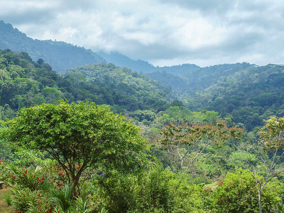Rent for $400 a Month in the Lush Jungles of Costa Rica