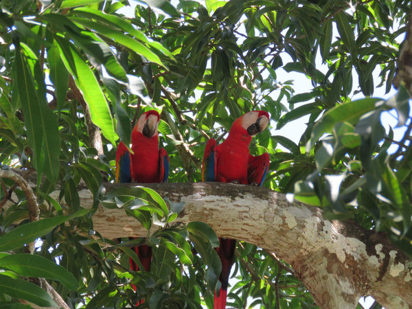 Is it Possible to Bring a Parrot to Costa Rica?