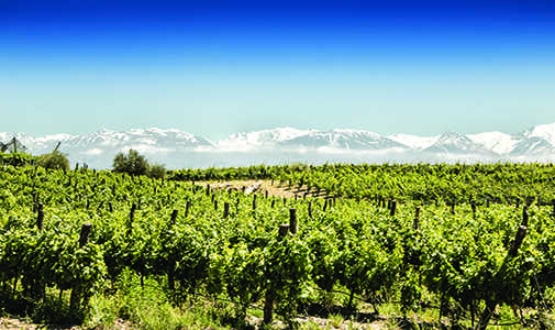 Your Own Vineyard in Argentina—Trouble-Free