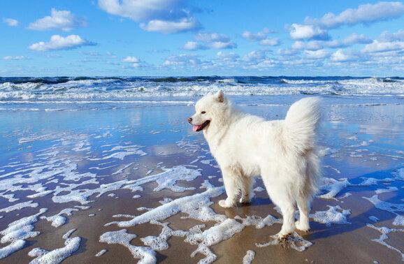 Can Our Samoyed Dog Survive in Portugal?