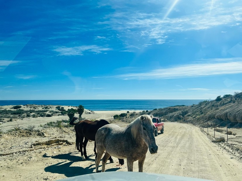 Notes From the Road in Baja California