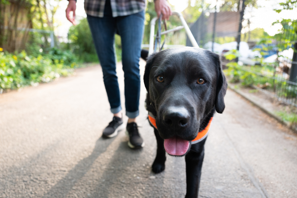 How Does Costa Rica Feel About Service Dogs?