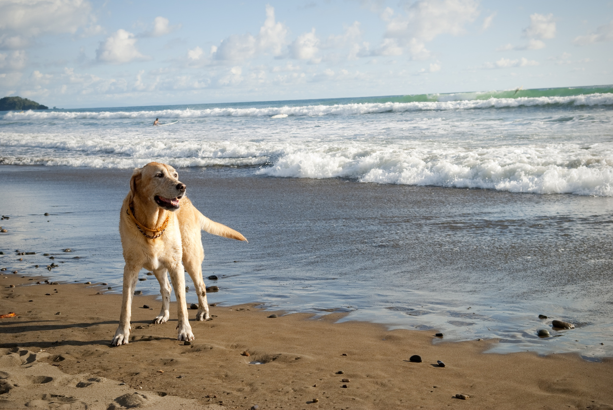 Is it Safe to Bring Pets to Costa Rica?