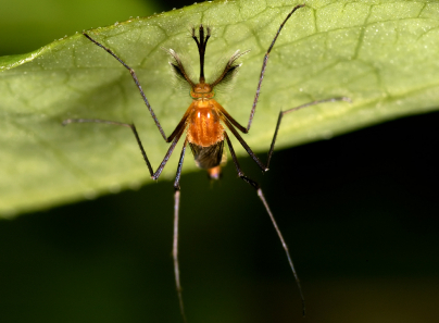 Malaria-the sun-seeker's nemesis