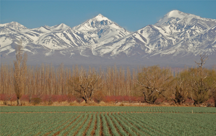 Buy Your Own Vineyard in Argentina for $5,000 an Acre