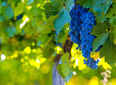 Vineyard Day Trips: Visit the Wine Regions of Argentina and Chile