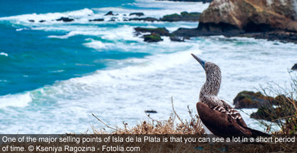 Forget The Galápagos—Visit Isla De La Plata