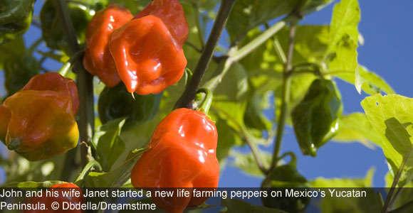 From Peppers to Hardwoods—Farming in the Yucatán