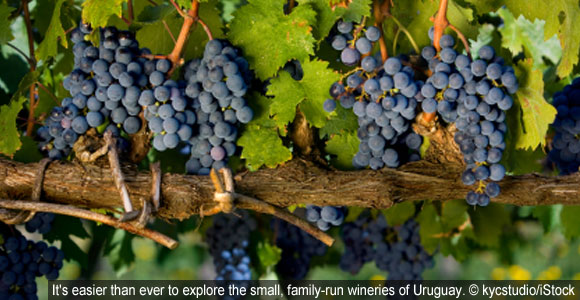 Get A Taste Of Uruguay’s 140-Year-Old Wine Secret
