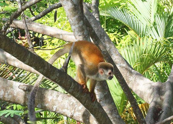 Monkey Road, Costa Rica