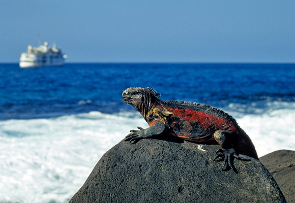 See the Galápagos on a Budget