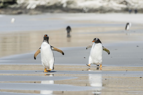 The Falklands: Penguin Paradise in the South Atlantic