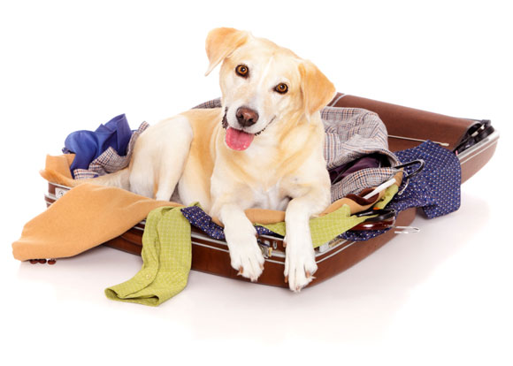 Bringing Your Pets to Europe—Now Easy
