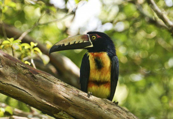 Gamboa: Rainforest Retreat in the Shadow of Panama City