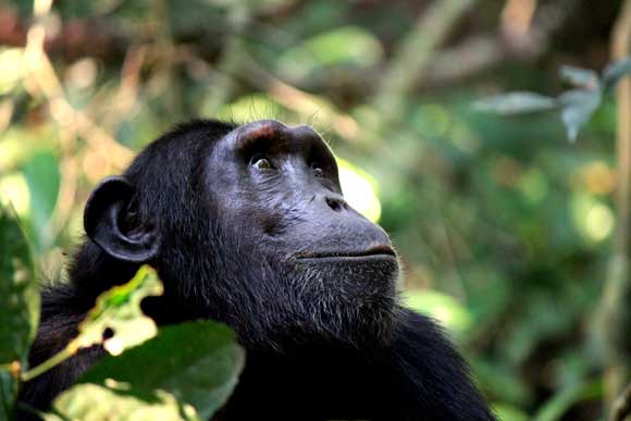 A Land of Primates, Pygmies, and Crater Lakes