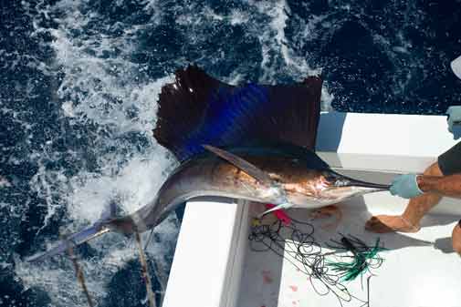 Marlin, Sailfish, Tarpon: Bucket-List Fishing in Latin America