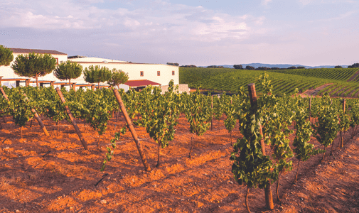 In Search of Ancient Roman Wines in Portugal